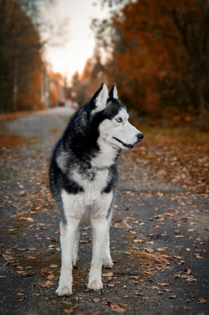 Ritratto di splendido cane Siberian Husky in piedi nell'incantevole parco autunnale luminoso