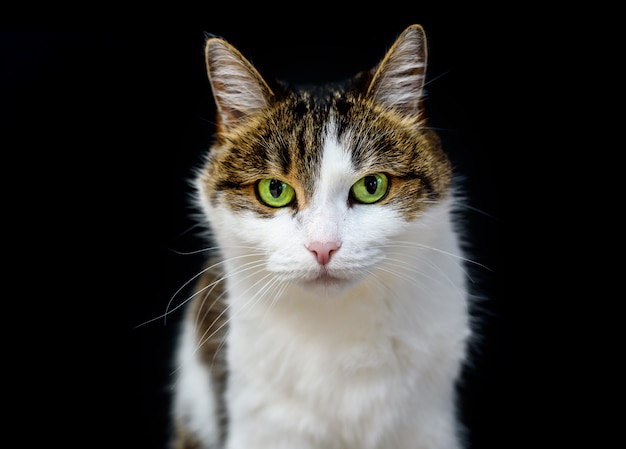 Ritratto di tabby cat con gli occhi verdi guardando a porte chiuse su sfondo nero isolato