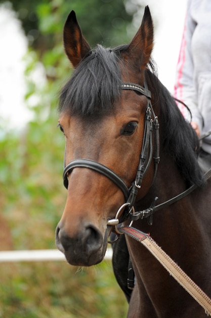 Ritratto di testa di cavallo in imbracatura da vicino