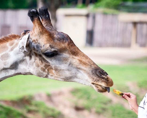 Ritratto di testa di giraffa.