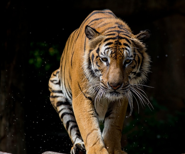 Ritratto di tigre davanti a sfondo nero