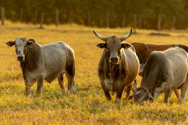 Ritratto di toro e mucche al pascolo al tramonto