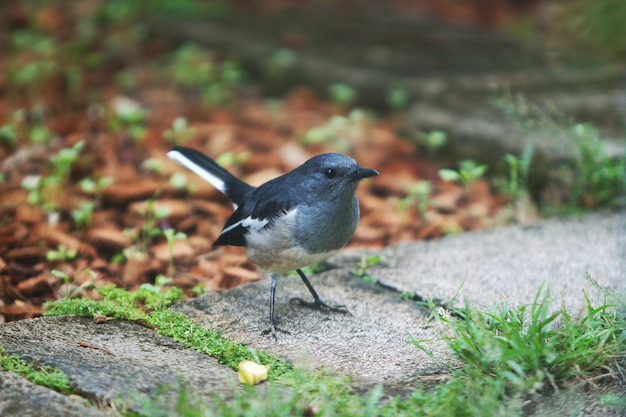 Ritratto di uccello nel giardino del parco all'aperto da vicino