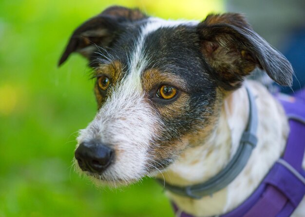 Ritratto di un adorabile cane di razza mista con grandi occhi e orecchie Funny mongrel puppy headshot all'aperto al parco primaverile o estivo