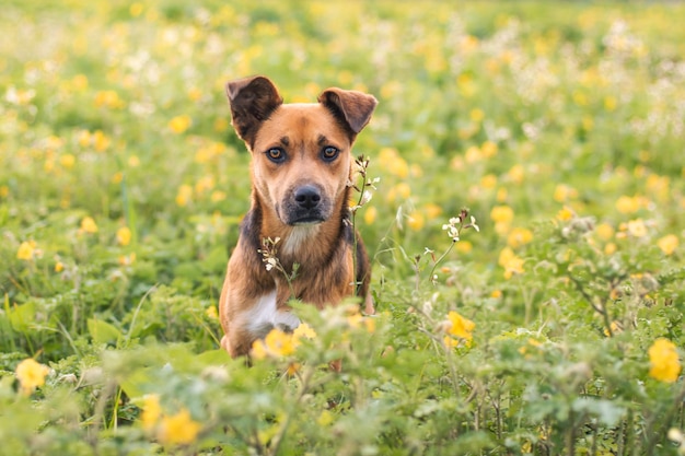 Ritratto di un adorabile cane in un campo di fiori