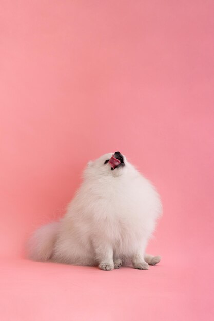 Ritratto di un adorabile cucciolo di pomeraniano un piccolo cane sorridente si siede e leca le labbra su uno sfondo rosa brillante e alla moda