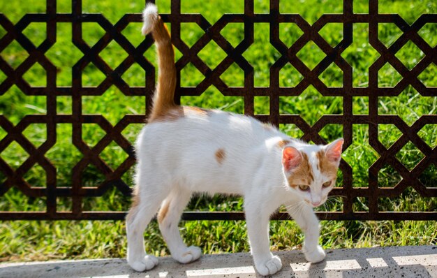 Ritratto di un adorabile gattino come animale domestico in vista