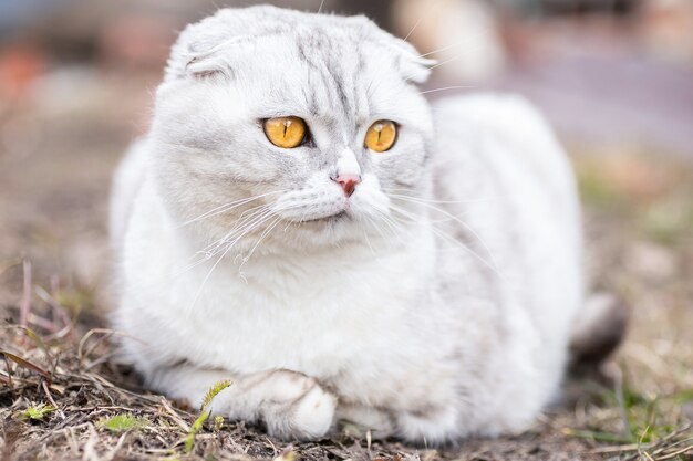 Ritratto di un adorabile gattino seduto