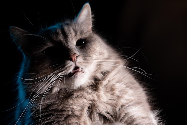 Ritratto di un adorabile gatto su uno sfondo nero isolato Il gatto cerca un po' di smorfie spaventate