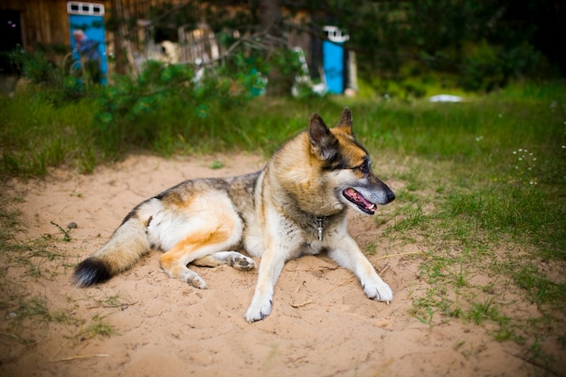 Ritratto di un adulto e un cane molto intelligente sulla natura. Pastore misto e Husky.