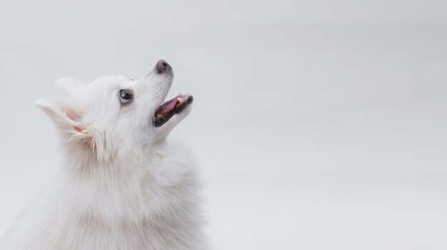 Ritratto di un affascinante cane Pomerania bianco su sfondo bianco Fai spazio al testo Sfondo orizzontale grandangolare o banner web