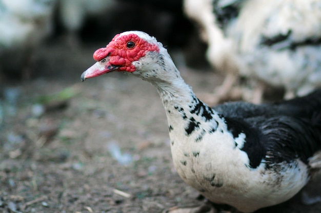 Ritratto di un'anatra domestica. Cairina moschata drake