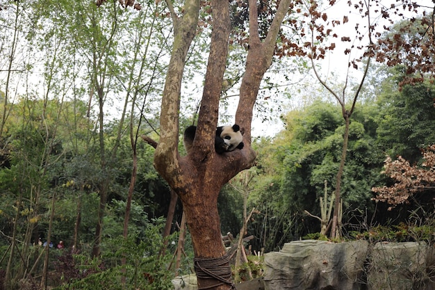 Ritratto di un animale nella foresta