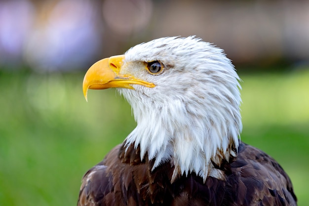 Ritratto di un'aquila calva in natura