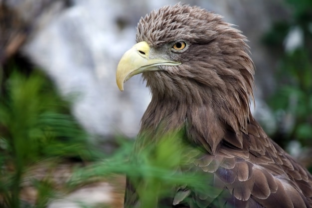 Ritratto di un'aquila con erba verde intorno