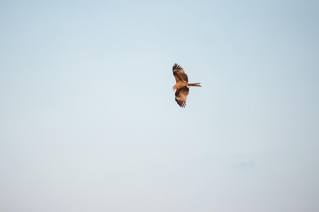 Ritratto di un aquilone rosso milvus milvus con ali spiegate che volano nel cielo blu