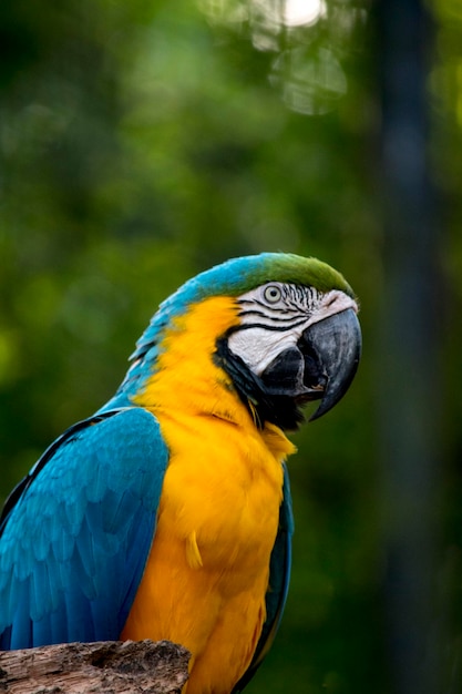 Ritratto di un Ara blu e giallo Ara ararauna Uccelli in via di estinzione
