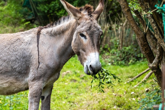 Ritratto di un asino che mangia l'erba nel campo