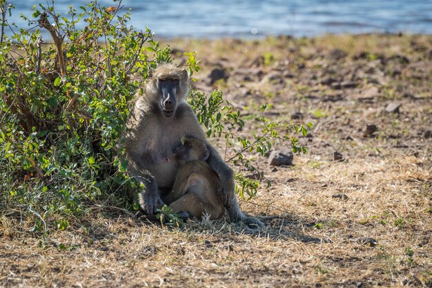 Ritratto di un babbuino chacma con il suo cucciolo nella foresta