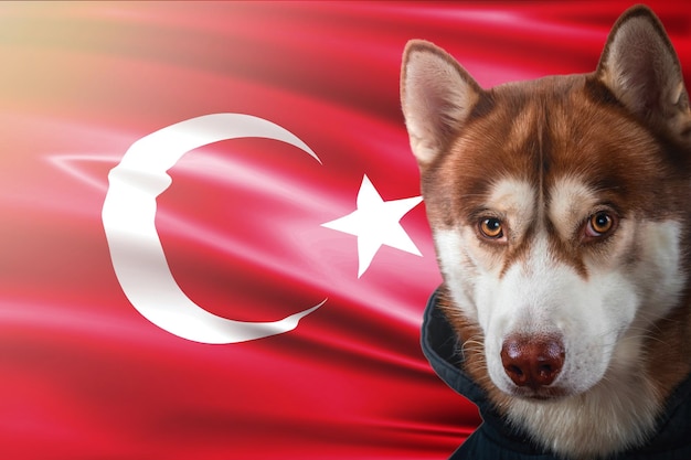 Ritratto di un bel cane husky siberiano rosso sullo sfondo della bandiera nazionale della Turchia