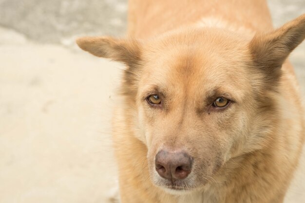 Ritratto di un bel cane marrone.