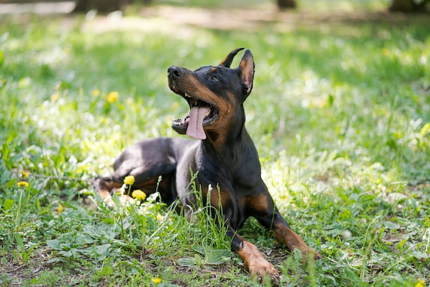 Ritratto di un bel cane nero e marrone di razza Doberman, che si siede nel parco sull'erba verde in estate.