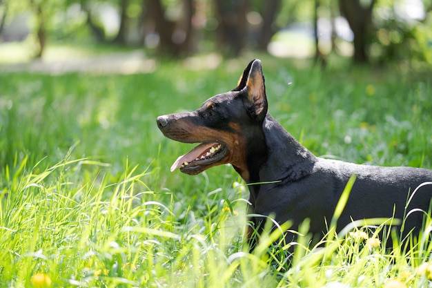 Ritratto di un bel cane nero e marrone di razza Doberman, che si siede nel parco sull'erba verde in estate.