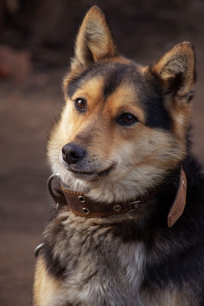 Ritratto di un bel cane su una catena