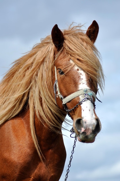 Ritratto di un bel cavallo