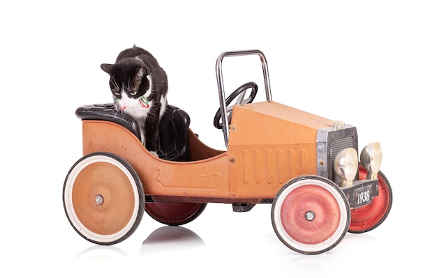 Ritratto di un bel gatto bianco e nero in una piccola auto d'epoca su sfondo bianco