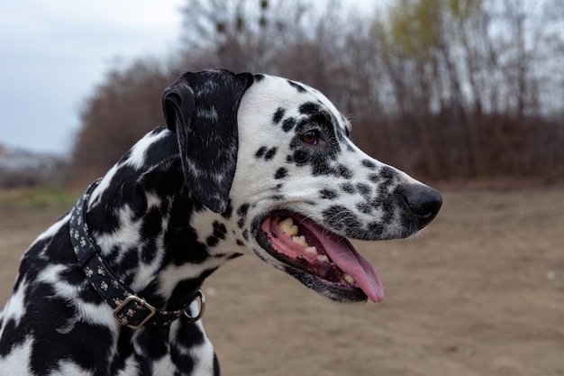 Ritratto di un bel giovane primo piano dalmata