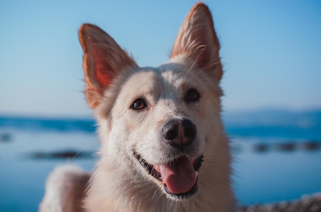 Ritratto di un bel grande cane bianco sullo sfondo del mare, un cane in una passeggiata