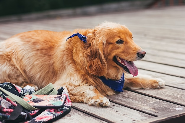 Ritratto di un bellissimo cane golden retriever