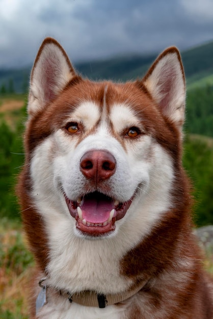 Ritratto di un bellissimo cane husky rosso siberiano testa primo piano