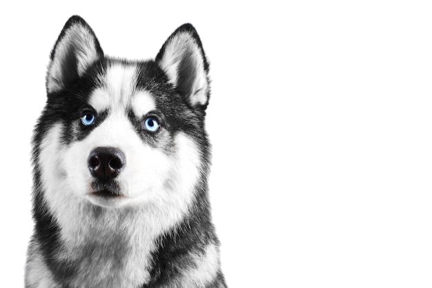 Ritratto di un bellissimo cane Husky siberiano serio dagli occhi azzurri con la lingua che pende isolato su sfondo bianco con spazio per la copia