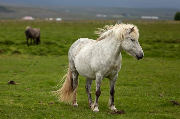 Ritratto di un bellissimo cavallo bianco islandese su un prato verde. Islanda