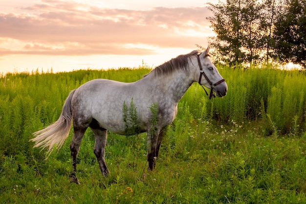 Ritratto di un bellissimo cavallo grigio-bianco in estate in foglie verdi alla luce del tramonto