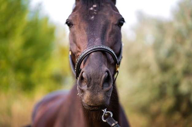 Ritratto di un bellissimo cavallo scuro ben curato sul campo