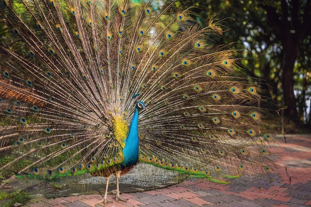 Ritratto di un bellissimo e colorato Blue Ribbon Peacock in piena piuma mentre cercava di attirare l'attenzione di una femmina vicina