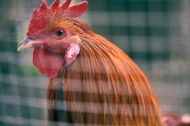 Ritratto di un bellissimo gallo bloccato nella penna, guardando attraverso la griglia sfocata, sembra guardare la telecamera