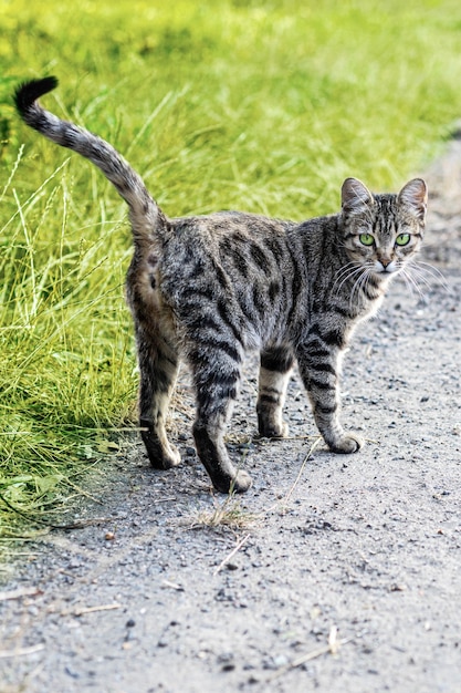 Ritratto di un bellissimo gatto a strisce con gli occhi verdi e uno sguardo attento nell'erba verde in natura