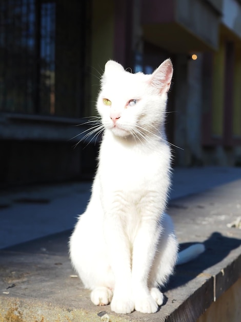 Ritratto di un bellissimo gatto bianco con occhi multicolori (eterocromia) sulla strada della città