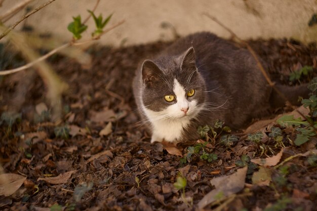 Ritratto di un bellissimo gatto bianco e grigio sdraiato a riposare in giardino