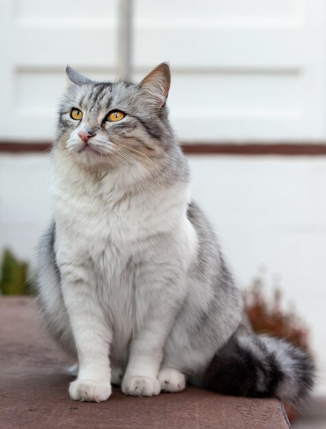 Ritratto di un bellissimo gatto dai capelli lunghi