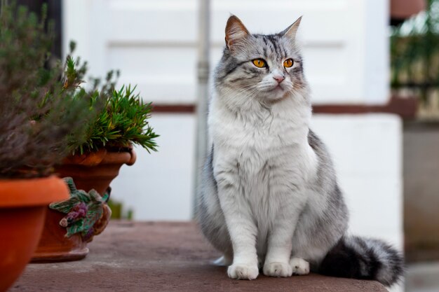 Ritratto di un bellissimo gatto dai capelli lunghi