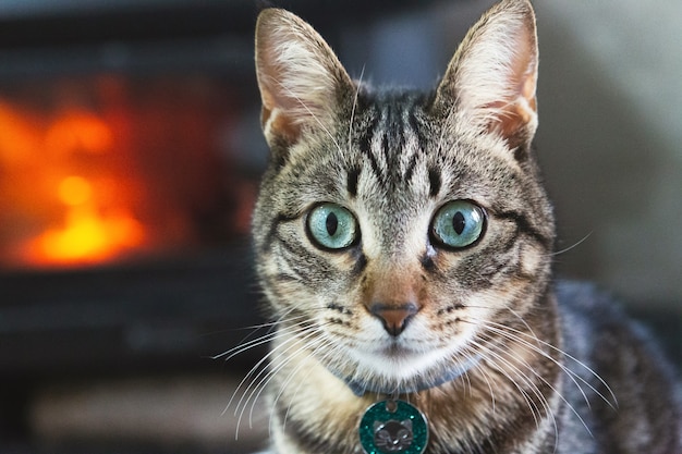 Ritratto di un bellissimo gatto domestico a casa con un incendio in background