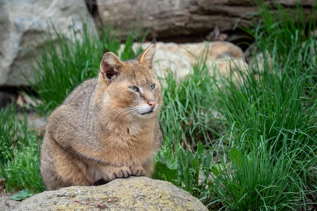 Ritratto di un bellissimo gatto Felis chaus su pietre nella natura