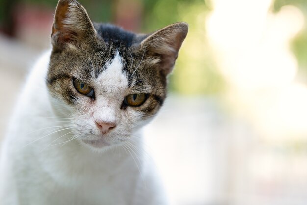 Ritratto di un bellissimo gatto femmina all'aperto