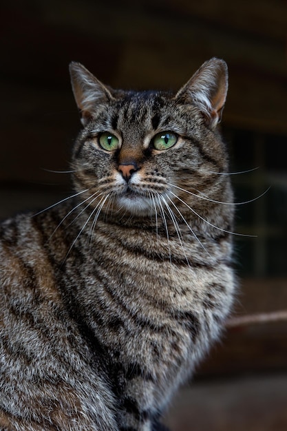 Ritratto di un bellissimo gatto grigio adulto