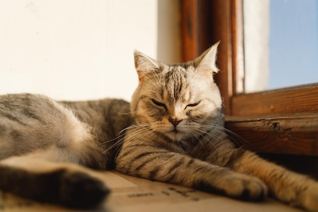 Ritratto di un bellissimo gatto Ritratto carino di gatto animale domestico felice